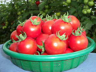 marche tomato ph01