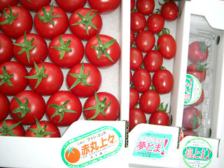 marche tomato ph02